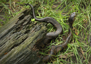 Water moccasin